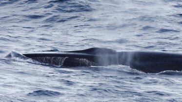 German whaling opponent sentenced to pay fine in Lofoten