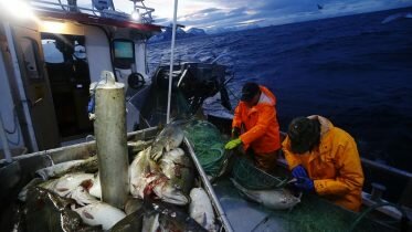 Norway and Russia agree on fishing quota agreements