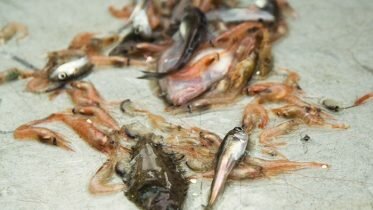 Researchers believe unknown fish species could be the food and medicine of the future