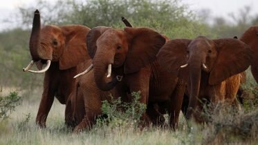 The United States opens way for import of elephant hunting trophies from Zimbabwe