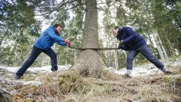 Christmas tree due for London is felled.