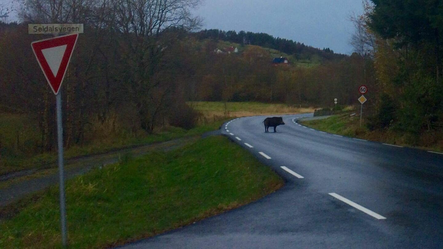 Norsvin will fight wild boar in Norway