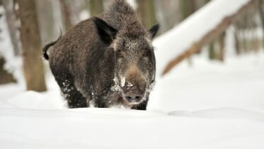 Sp demands to exterminate wild boar