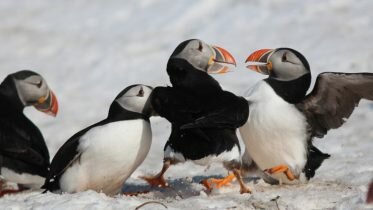 Guided birdwatching tours in Norway
