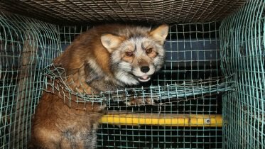 Fur industry to be wound up by 2025