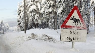 Elk charged a woman in Bodø