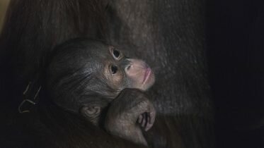 An Orangutang is born at the Animal Park in Kristiansand