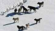 Wolf Pack Culling Wolf Hunt