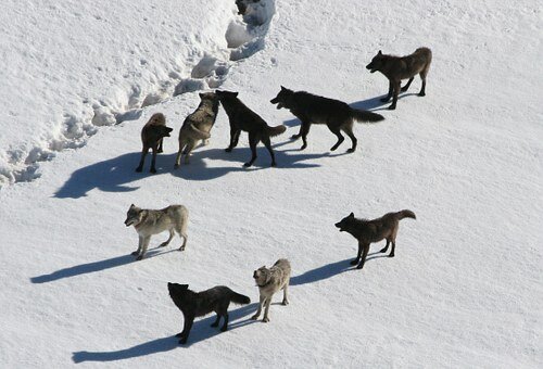 Wolf Pack Culling Wolf Hunt