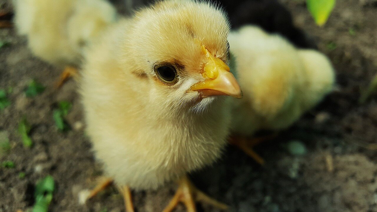 Wants to disband Norwegian chicken industry
