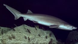 Bluntnose sixgill shark Oslofjord