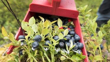 Norwegian researchers test to find if blueberries can prevent dementia