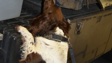 Customs officers at Svinesund found over half a ton of drugs hidden in semi-trailer