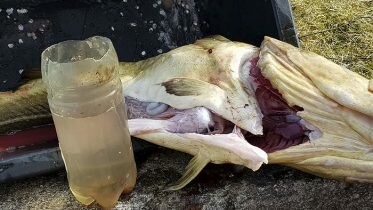 Cod swallowed cut water bottle