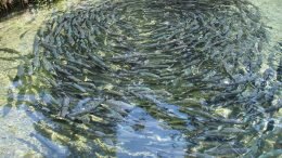 Fish farming copper pollution Fjords