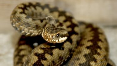 Summer weather causes increased snake danger