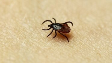 More people are getting the TBE (tick) vaccine