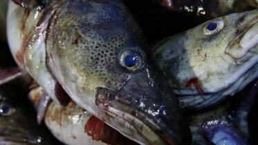 Oslo Fjord Sees Fishing Ban