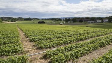Norwegian Strawberries Battle Imports