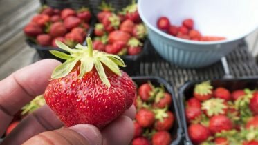 Seasonal workers high priority for Norwegian strawberry producers