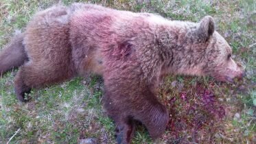 Lierne Reports Bear Cull