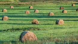 hay feed farm