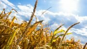 Drought Corn Grain Crops
