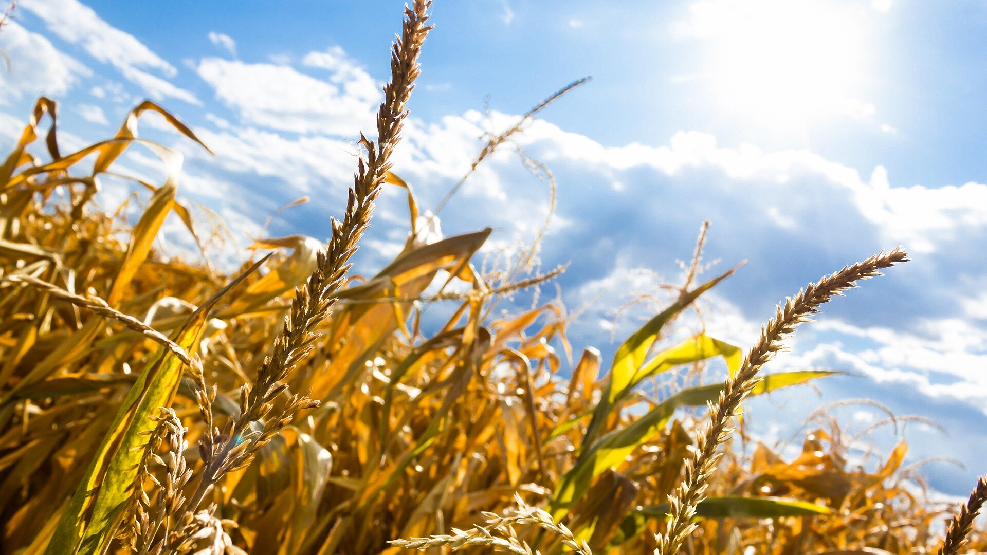 The worst grain crops in more than 50 years