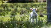 Pasture lamb farmer drought-struck