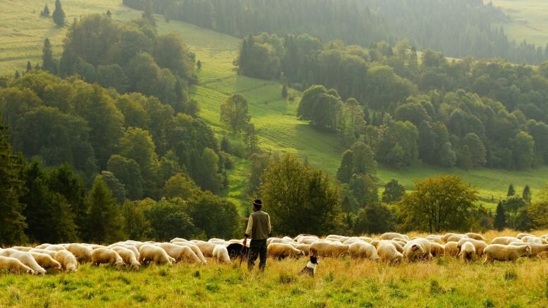 Sheep ,farmer, claims, damages