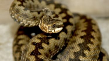 Hospitals almost empty of antidote after record year for viper bites