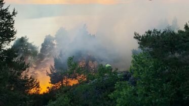 Nearly 300 forest fires so far this year