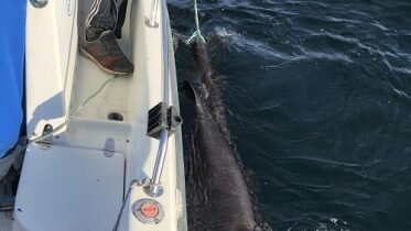Caught a three meters long shark