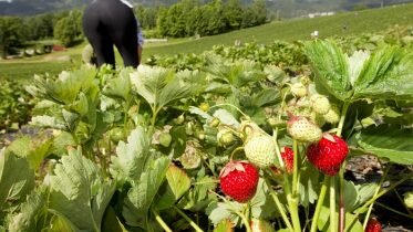 More people come to Norway to work