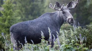 Record amount of wildlife killed in traffic