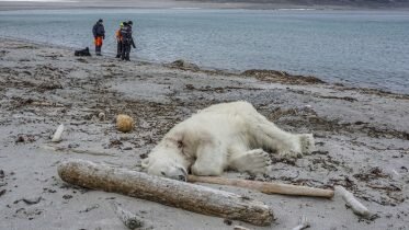 Sharp increase in cruise ships in polar areas