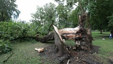 A large tree fell over in a park in Oslo