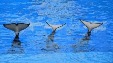 Killer whales in danger of eradication