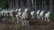 sheep herd predators
