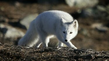 Rabies found in three artic foxes in Svalbard