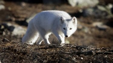 Mountain fox heading for its best year since 2003