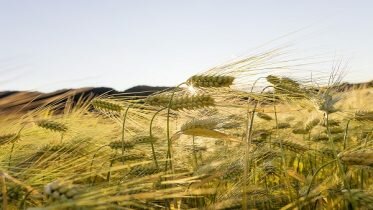 Drought resulted the worst grain harvest for almost 50 years