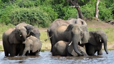 90 elephants found dead in Botswana