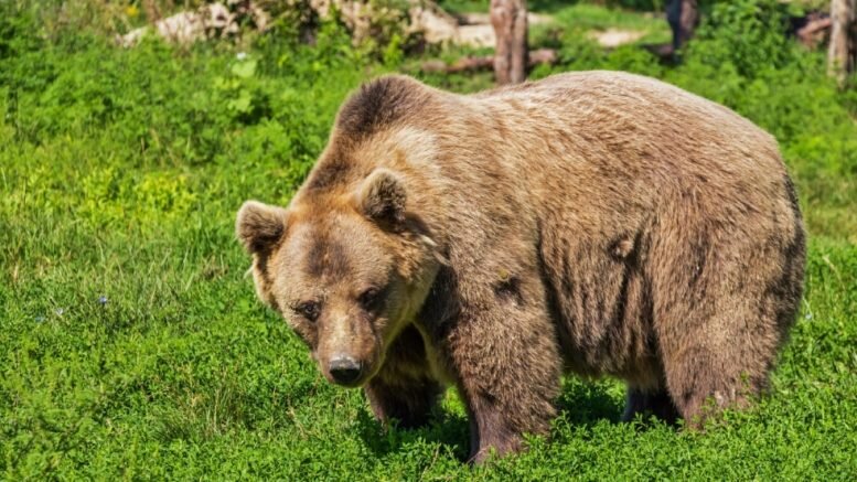Brown bear Bears