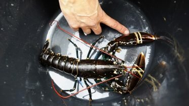 Major action against illegal lobster fishing in Sunnhordland