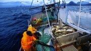 Profitable cod fishing at Jan Mayen