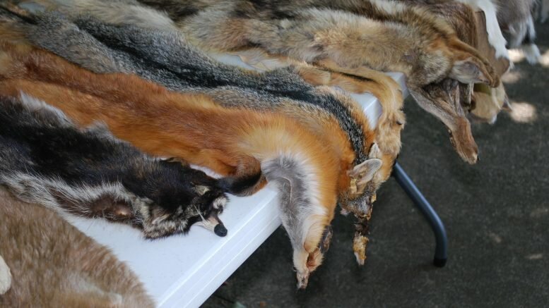 fur farmers pelts skin