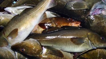 Wants ban on cod fishing in entire Oslo Fjord