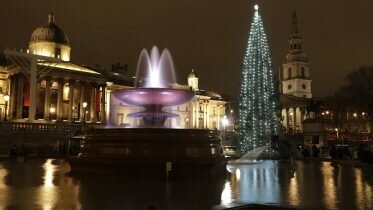 Norwegian Christmas tree is lit in London