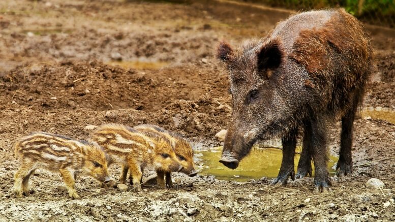 Wild boars African swine fewer wild boar